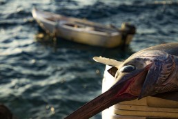 Vacation Photos, Santorini, eSCAPEstock Photography, Escape Stock Photography, fish, pelagic, marlin, sail fish, Amoudi Bay, Greece